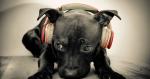 Hình nền Dog with headphones