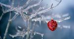 Hình nền christmas decoration on an iced tree