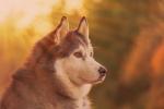 Chó Husky ngáo có đặc điểm gì Tại sao chúng được ưa chuộng 