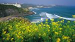 Hòn đảo Jeju xinh đẹp với phong cảnh thanh bình, bờ biển tràn ngập nắng và gió, là địa điểm lý tưởng cho những kỳ nghỉ trăng mật của các đôi tình nhân, hay vợ chồng mới cưới hoặc những kỳ nghỉ giúp gắn kết gia đình. 