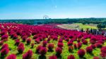 Công viên Hitachi, tỉnh Ibaraki. Hitachi là công viên nằm ở bên bờ biển của đảo Honshu, nổi tiếng với những cánh đồng hoa rộng mênh mông và tuyệt đẹp. Trên mỗi quả đồi đều được trồng một loại hoa khác nhau. Do đó, hầu như quanh năm nơi đây đều có hoa nở rộ.