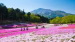 Công viên Hitsuji-yama nổi tiếng nhất đó chính là từ khoảng giữa tháng 4 đến đầu tháng năm ngập tràn sắc hoa Shibazakura. Ở đây có trồng 9 loại hoa Shibazakura với khoảng 400000 cây, chủ yếu là màu hồng. Khung cảnh giống như là trải một tấm thảm hoa khổng lồ sẽ khiến du khách cảm thấy thích thú, mãn nhãn.