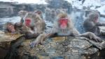Khỉ Mặt Đỏ Nhật bản (còn gọi là Khỉ tuyết) ngâm mình ở đảo khỉ Jigokudani, thuộc Yamanouchi. Lũ khỉ tìm đến suối tắm nóng để tránh rét.