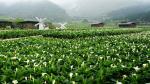 Ngoài cỏ lau, Dương Minh Sơn còn là nơi quy tụ nhiều rừng hoa đẹp lộng lẫy như hoa đào, hoa đỗ quyên, hoa loa kèn, mẫu đơn ...