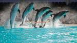 Dubai Dolphinarium nằm bên trong Công viên Creek 1, Umm Hurair 2 – Dubai – Các tiểu vương quốc Ả rập Thống nhất với diện tích 5000m2. Nơi đây được thành phố Dubai mở cửa vào ngày 21 tháng 5 năm 2008 và được chính phủ Dubai tài trợ , hỗ trợ để cung cấp cho cộng đồng giải trí và giáo dục về cá heo, hải cẩu và các sinh vật biển khác.Thông điệp mà trung tâm muốn hướng đến chính là nhờ vào hoạt động tương tác với các động vật có vú thân thiện như cá heo sẽ thúc đẩy thế hệ trẻ để bảo vệ cuộc sống biển và môi trường.