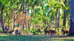 Đảo Khỉ là một địa điểm du lịch Nha Trang nằm ngay trên đảo Hòn Lao thuộc vịnh Nha Phu, cách trung tâm thành phố Nha Trang khoảng 18km theo hướng Bắc. Nơi đây là hòn đảo duy nhất ở Việt Nam có tới hàng ngàn con khỉ sinh sống và phát triển tự nhiên. Hiện nay, Đảo Khỉ được biết đến như là công viên du lịch sinh thái đặc biệt ở Nha Trang với hai loài khỉ được thuần hóa và sinh sống tự nhiên. Khi du khách tới tham quan có thể thoải mái chơi đùa cùng các chú khỉ tinh nghịch, chúng sẽ rất thân thiện và pha trò đùa nghịch cùng con người.
