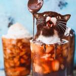 Sự kết hợp của mèo và đồ ăn bằng Photoshop đã tạo nên bộ ảnh dễ thương 
