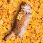 Sự kết hợp của mèo và đồ ăn bằng Photoshop đã tạo nên bộ ảnh dễ thương 