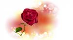 Hình nền hoa hồng tình yêu cho lễ tình yêu Valentine đẹp Full HD - Hình 1