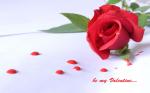 Hình nền hoa hồng tình yêu cho lễ tình yêu Valentine đẹp Full HD - Hình 12