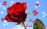 Hình nền hoa hồng tình yêu cho lễ tình yêu Valentine đẹp Full HD - Hình 9