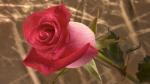 Hình nền hoa hồng chất lượng cao - Hình 58