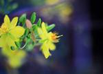Hình ảnh, hình nền hoa mai đẹp nhất cho ngày tết - Hình 6
