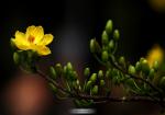 Hình ảnh, hình nền hoa mai đẹp nhất cho ngày tết - Hình 3
