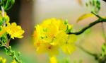 Hình ảnh, hình nền hoa mai đẹp nhất cho ngày tết - Hình 14
