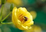 Hình ảnh, hình nền hoa mai đẹp nhất cho ngày tết - Hình 13
