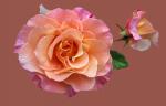 Hình ảnh hoa hồng đẹp dành tặng chị em phụ nữ nhân ngày quốc tế phụ nữ 8/3 - Hình 5
