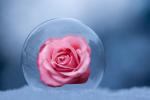 Hình ảnh hoa hồng đẹp dành tặng chị em phụ nữ nhân ngày quốc tế phụ nữ 8/3 - Hình 3

