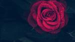 Hình ảnh hoa hồng đẹp dành tặng chị em phụ nữ nhân ngày quốc tế phụ nữ 8/3 - Hình 13
