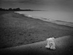 Hình ảnh chú gấu bông buồn bã trên bãi biển
