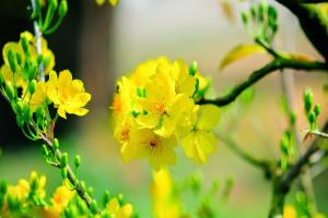 Top 20+ hình ảnh, hình nền hoa mai đẹp nhất cho ngày tết