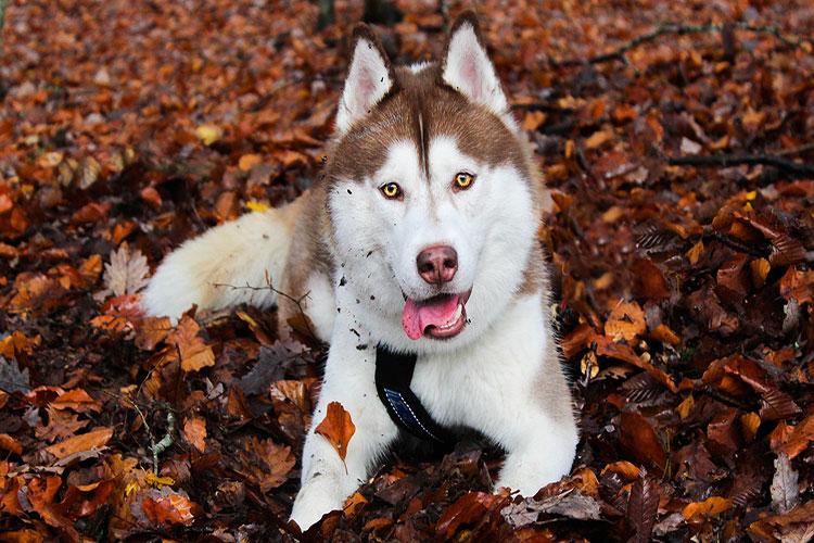 Chó Husky  Đặc điểm tính khí và cách nuôi tốt nhất