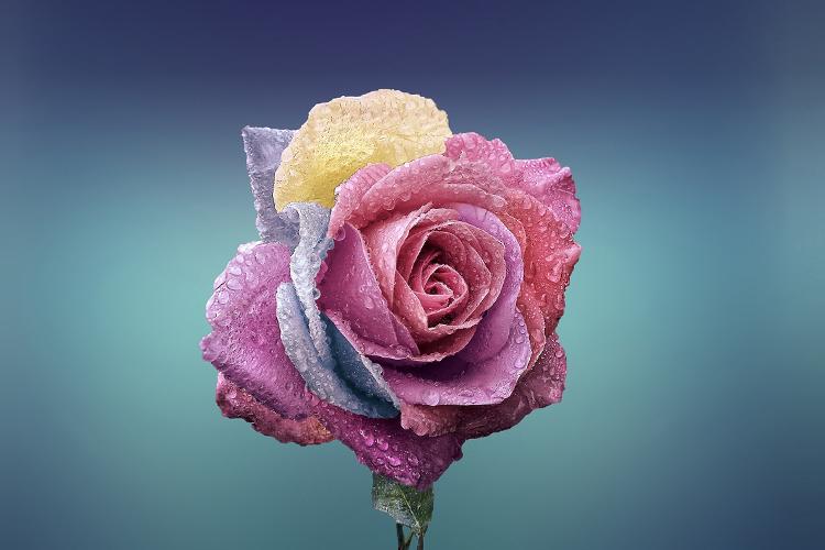 Hình nền  Đơn sắc màu xanh da trời bông hồng Hoa hồng xanh đẹp thực  vật bóng tối Cánh hoa Hình nền máy tính đen và trắng Nhiếp ảnh đơn sắc