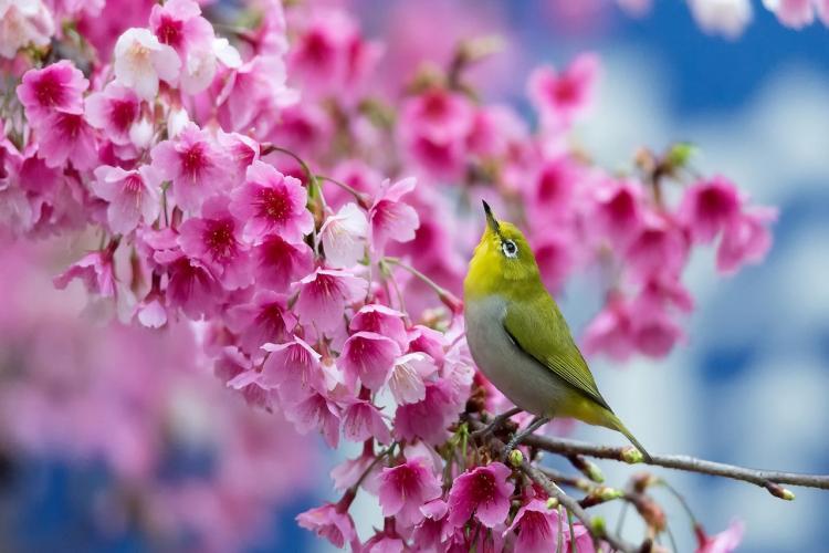 Hình ảnh mùa xuân đẹp nhất ở Việt Nam trên Thế giới
