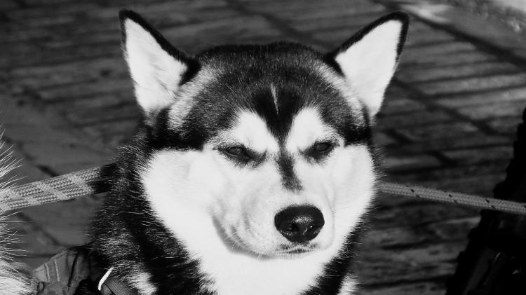 Bộ sưu tập hình ảnh chó Husky đẹp ngáo dễ thương